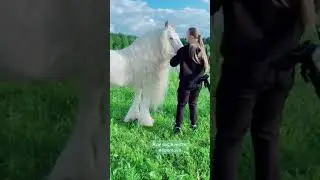 Amazing Horse The Most Beautiful In The World Funny Moments Of Horses & People Together # 141