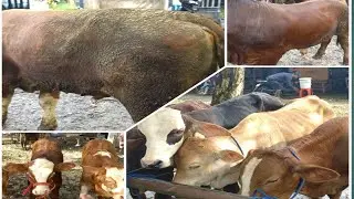 Kondisi Harga dan Barang Sapi Di Awal Januari 2026 di Pasar Wage Pati