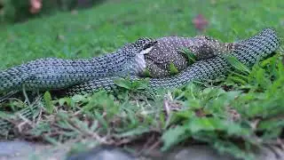 Golden Tree Snake Eating Monitor Lizard After Falling out of Tree