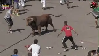 XII CONGRESO NACIONAL DEL TORO CON CUERDA LODOSA 2015 〰️🐂 salidas Grazalema y Pina de Ebro