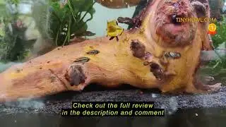 Review hygger Advanced LED Aquarium Light with Timer, 24/7 Lighting Cycle & DIY Mode, Full Spectrum