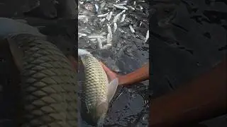 big size carp fish #shorts #fishing