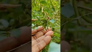 #indigo leaf seeds available youtuber best hair growth plants
