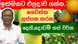 Naran Wagawa | ඉක්මනින් ගෙඩි එන දෙහි දොඩම් ගස් | Ceylon Agri | Episode 99