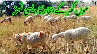 Home remedies for foot and mouth fever in sheep