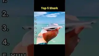 Top 5 shark moments #funnyanimals #memes #shorts #funnyshorts