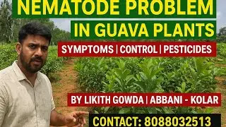 🪱 Nematode Problem in Guava Plants | Symptoms, Treatment & Pesticide Solutions | By Likith Gowda 