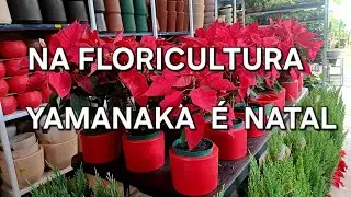 🌿🌹💐REFÚGIO VERDE NA # FLORICULTURA # YAMANAKA .