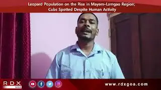 Leopard Population on the Rise in Mayem&ndash;Lamgao Region; Cubs Spotted Despite Human Activity