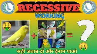 How To Work Recessive Gene | Red Eye Budgies Working
