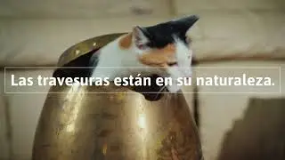 Serenex Felinos: Feromonas que calman