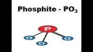 Phosphites  How to Maximize Disease Control?