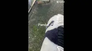 PANDA! 🐼 #equestrianjourney #horse #hobbyhorse #horseperson #cute #music #equestrian #funny