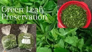 How To Preserve Leafy Vegetables For A Long Time Using Pumpkin Leaves ! Fresh Pumpkin Leaves ! Ugu