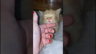 Loving Life 🐈 #cat #kitten #animallife #vlog #cute #mainecoon #fyp #blogger #viral #viralvideo