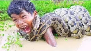OMG ! Village Kids Catch Extremely Big Snake