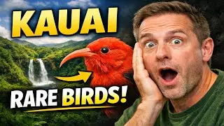 Kauai for Bird Watchers: The Ultimate Birding Guide to the Garden Isle