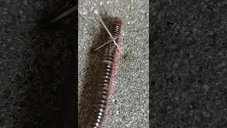VOC&Ecirc;S N&Atilde;O V&Atilde;O ACREDITAR. Durante a fixa&ccedil;&atilde;o eu encontrei a causa mortis desse Narceus americanus!