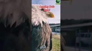 Amazing Birds sound heart relax #foryou #keepsupporting #birds #nature #birdsounds #birdingparadise