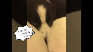 Consequence of eating Casper's food!