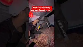 Wild bear Roaming Outside camping tent #campingindia #camping#wildlife #jammukashmir