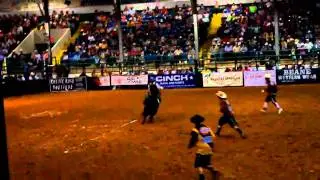 Elvis in Ardmore w Daniel Keeping PBR- mini bucking bulls, miniature buckers