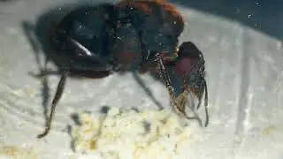 Atta sp - In&iacute;cio de col&ocirc;nia