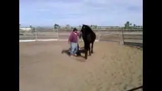 Nova friesian quest