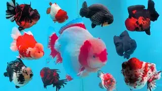 Goldfish Show & Contest Highlights 🐠✨ | Rare & Beautiful Fish #aquarium #fish