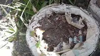 Small space gardening, Thorn melon in the making ☺️