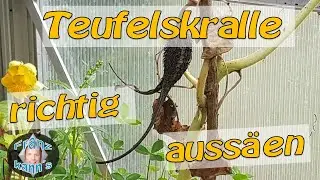 Ibicella Lutea (Teufelskralle) auss&auml;en
