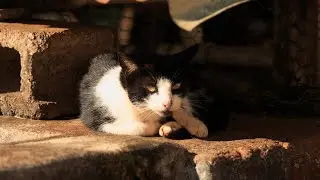 I Am Not A Cat!