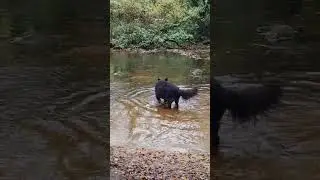 Dog LOVES splashing in RIVER💧