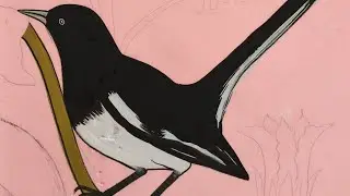 দোয়েল পাখি । How to draw a doel bird.. Step by step easy drawing video by sujon art