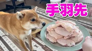 【柴犬小夏】クリスマスは骨ごと手羽先いただきます　ASMR　圧力鍋