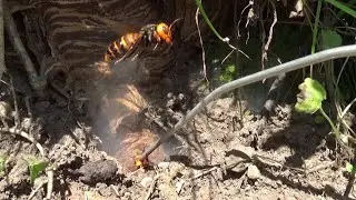 須賀川市でスズメバチ駆除- オオスズメバチの巣が玄関付近の土手に！超危険！Hornet Nest Removal