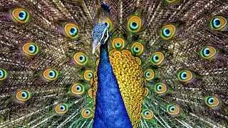 Blue peafowl (Pavo cristatus) -  Indian peacock  - Dance and display