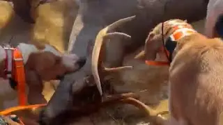 POV from Dog Driver! Running a Big Buck To the Gun Top Notch & 54Th! #hunting #dog #viral #bigbucks