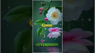 good afternoon status WhatsApp good afternoon status#good #love #viral #shortvideo
