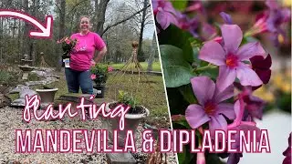 Planting Mandevilla and Dipladenia (What's the Difference!?)(Zone 9b)