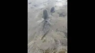 15 inch bass release
