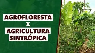 QUAL &Eacute;  A DIFEREN&Ccedil;A ENTRE AGROFLORESTA E AGRICULTURA SITR&Oacute;PIA | #Abund&acirc;nciaCast