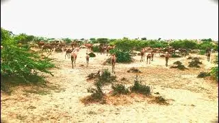 Hundreds of Camels Roaming the Vast Deserts of Pakistan 