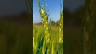 desivalo kemro yha salti nahi bakvas #stetas#video#shorts mr khedut putra🤵