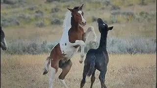 Wild Horses of America S1 Ep 17 McCullough Peaks in Wyoming by Karen King