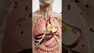 What Happens Inside Your Body When You Eat a Red Apple? (3D Anatomy Animation) #ai