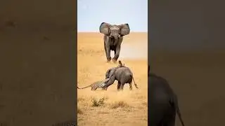#interessantesVideo #Tiere #Animation