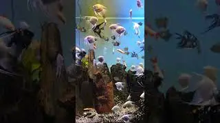 Dehradun Zoo #malsideerpark #zoo #reels #shortvideo #youtube