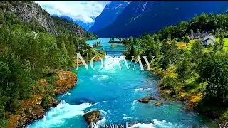 UNIQUE TREE COLLECTION - 8K (60FPS) ULTRA HD - With Nature (Colorfully Dynamic)#nature #viral #video