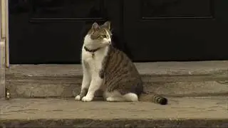 Larry the cat, Chief Mouser to the Cabinet Office - 15 years on the job (UK/(Global)) 13/Feb/2026